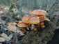 Téli fülőke (Flammulina velutipes), Budai-hegység